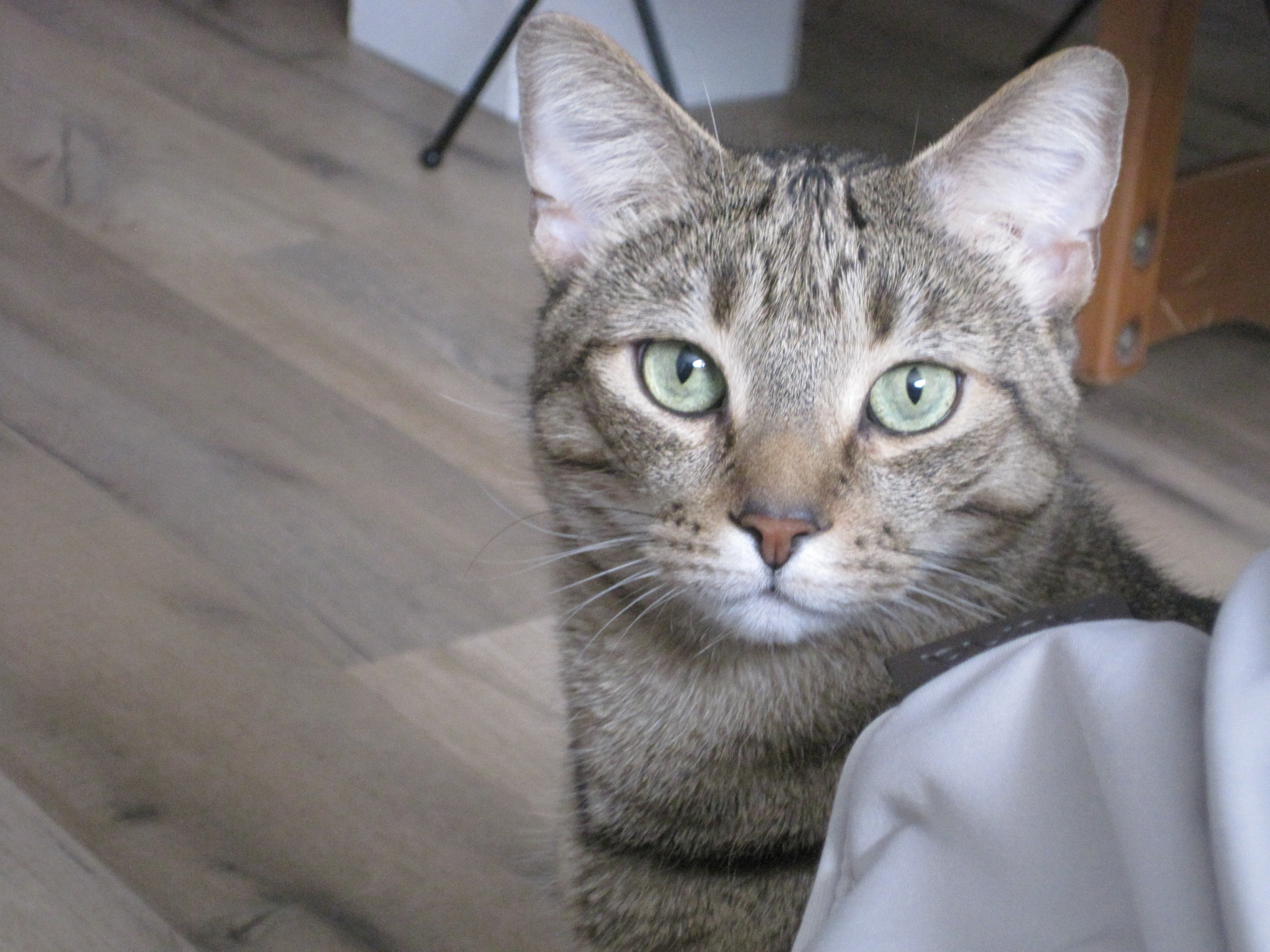 Flynn, my cat, taken with a digicam