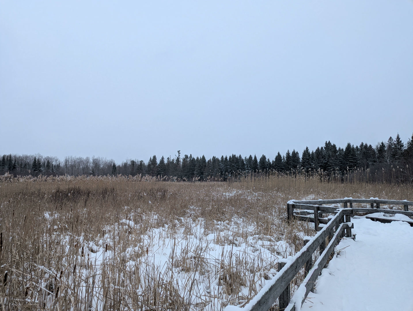 Cattails in the Jack Pine Trail